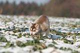 SIBERIAN HUSKY 249